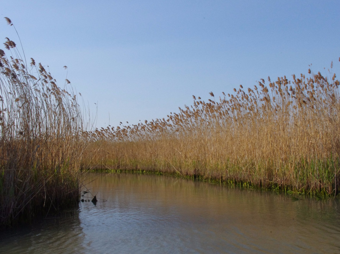 大纵湖湿地-盐城必去景点