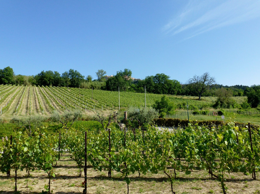 Le Vigne Di Clementina Fabi