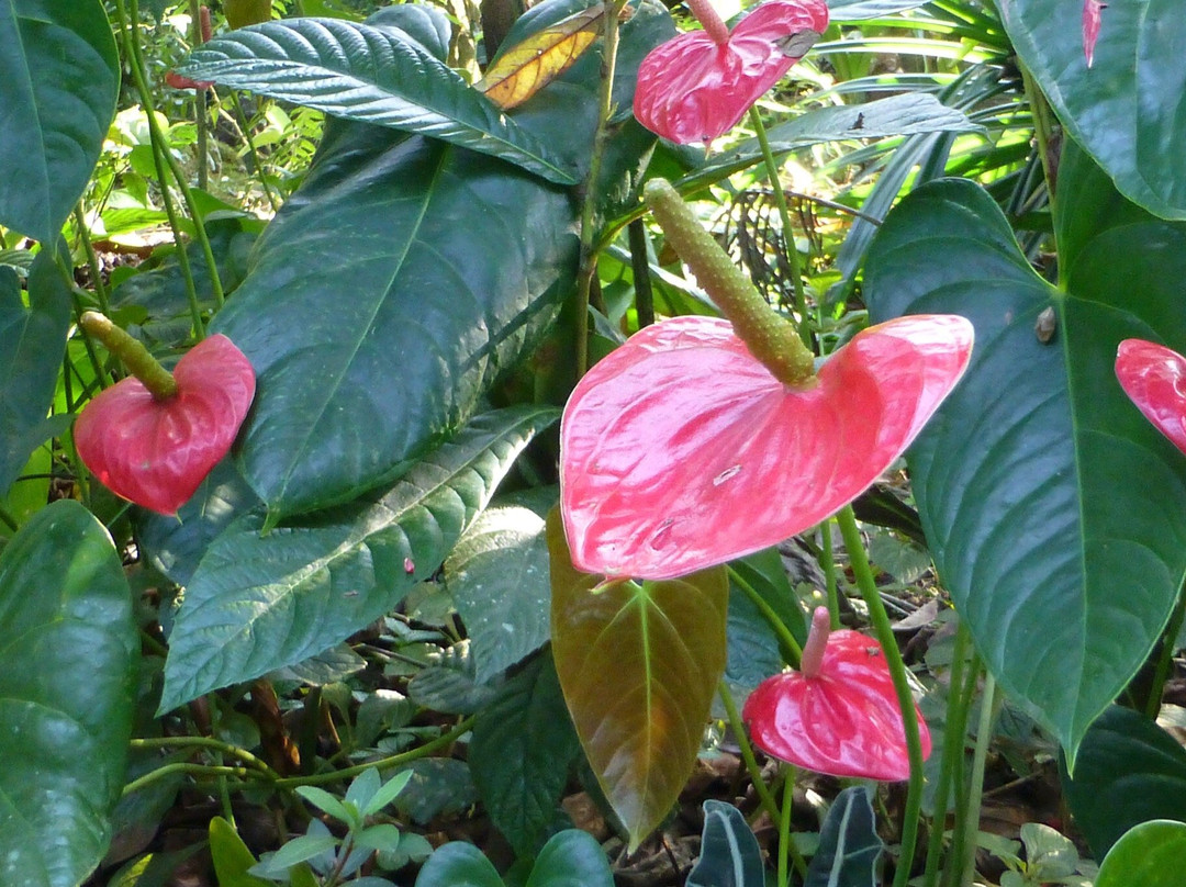 Green Land Spice Garden-康提必去景点