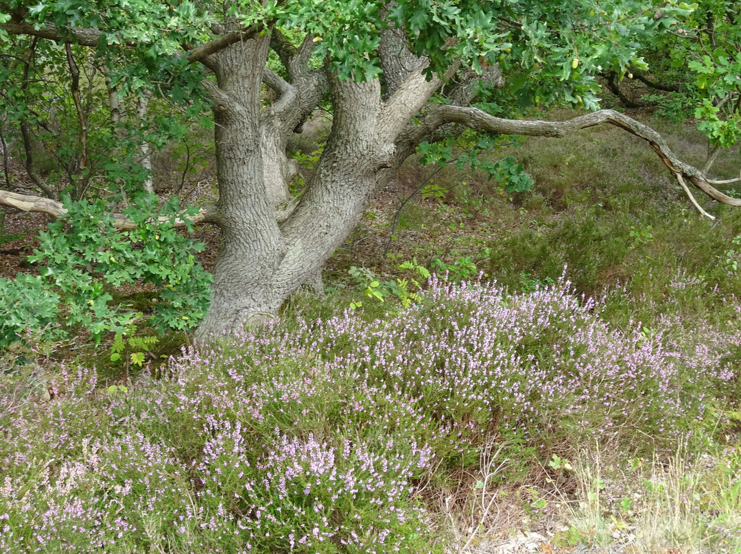 Natuurgebied Holtingerveld-Uffelte必去景点