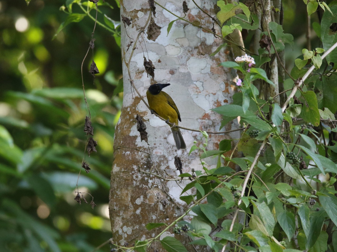 Bura-Chapori Wildlife Sanctuary景点图片