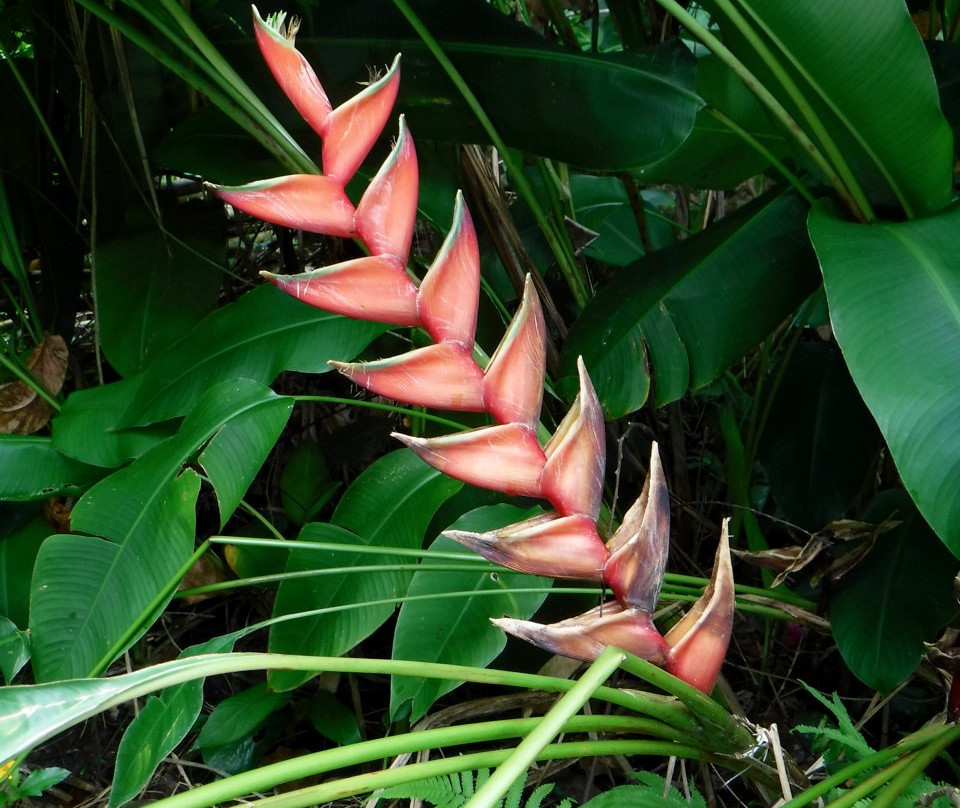 Hamama Falls-卡内奥赫必去景点