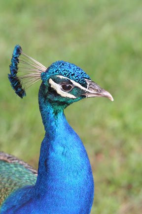 Hollywild Animal Park景点图片