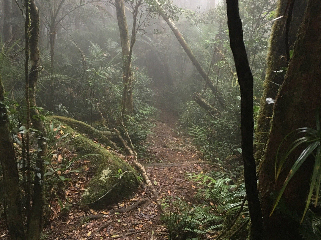 Mount Bartle Frere- 阿瑟顿必去景点