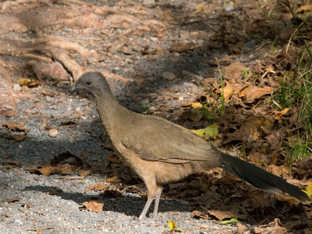 World Birding Center-Harlingen必去景点