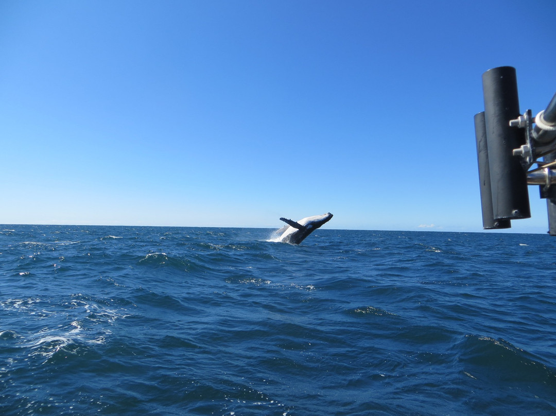 Blue Bay Whale Watching景点图片