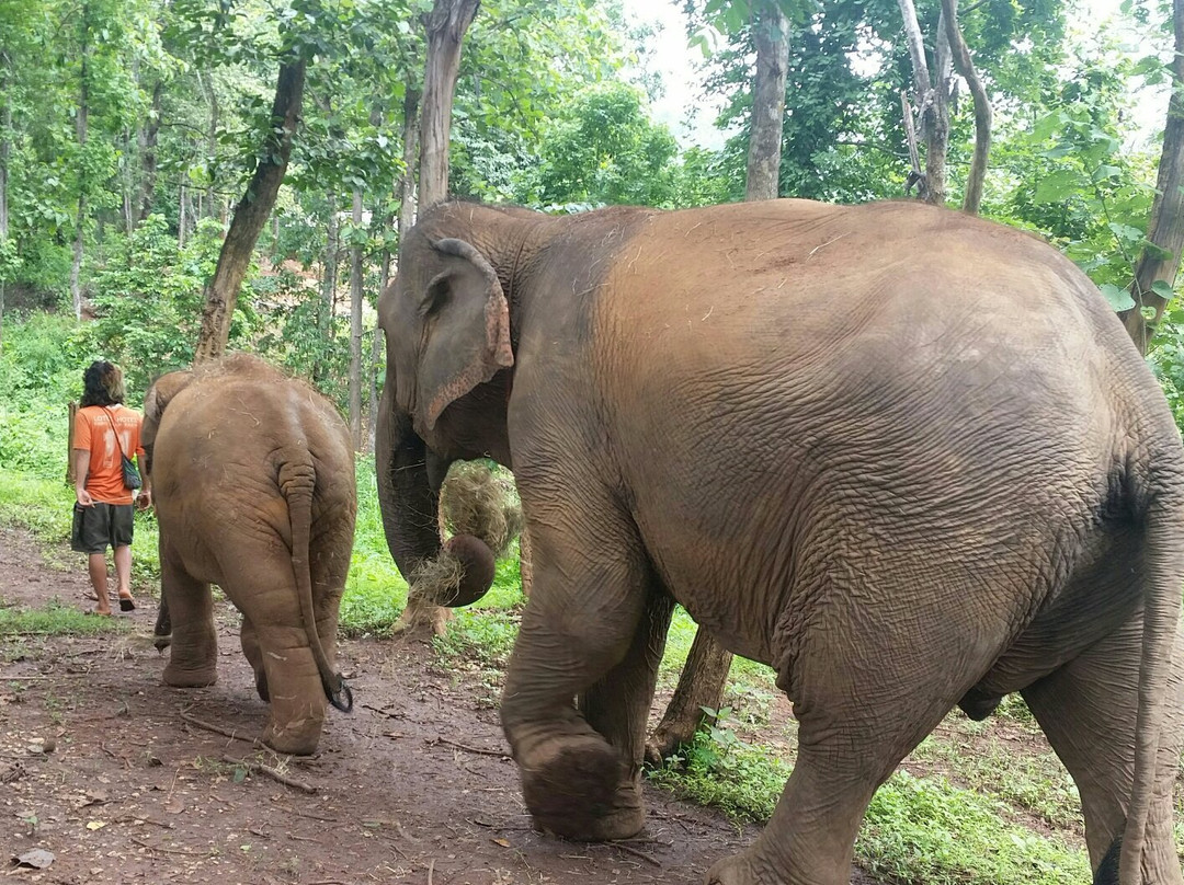Tong Bai Elephant Tour-夜旺必去景点
