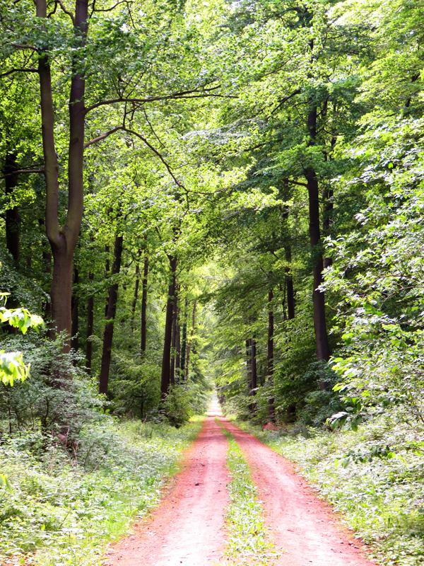 Land-gut-Hotel Waldesruh主图