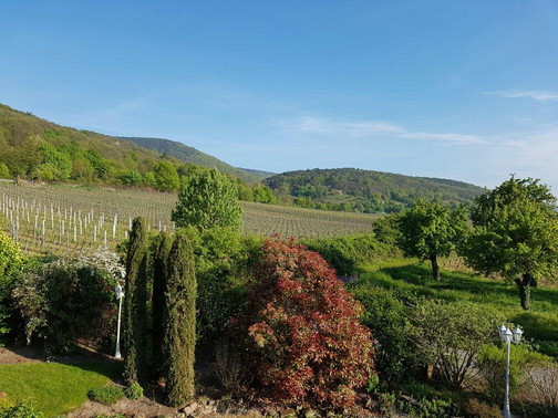 Gastehaus-Weingut Helbighof主图