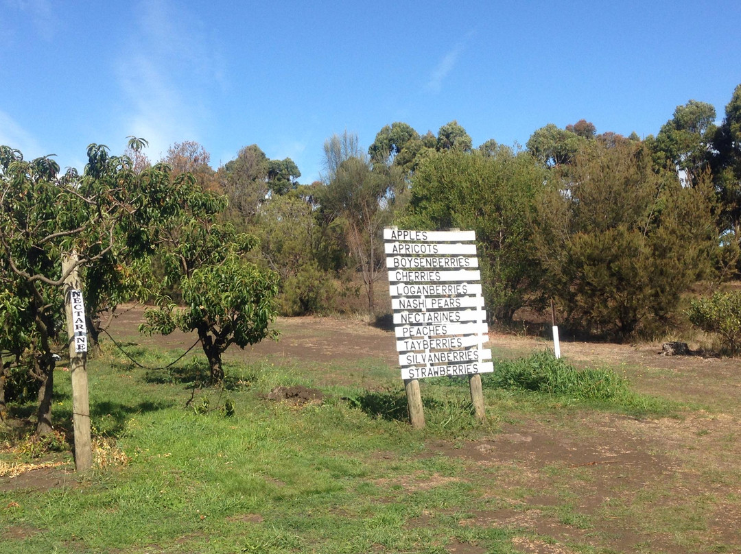 Wattle Hill旅游景点-Sorell Fruit Farm