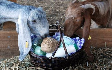 Iza Pziza Dairy-Tal Shahar必去景点