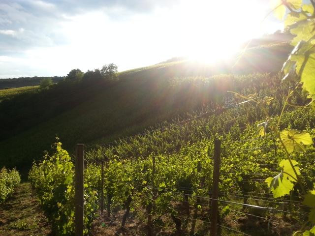 Wine Hiking-Würzburg-Guentersleben必去景点