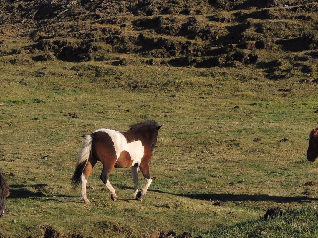 Iceland Horse Tours-Saudarkrokur必去景点