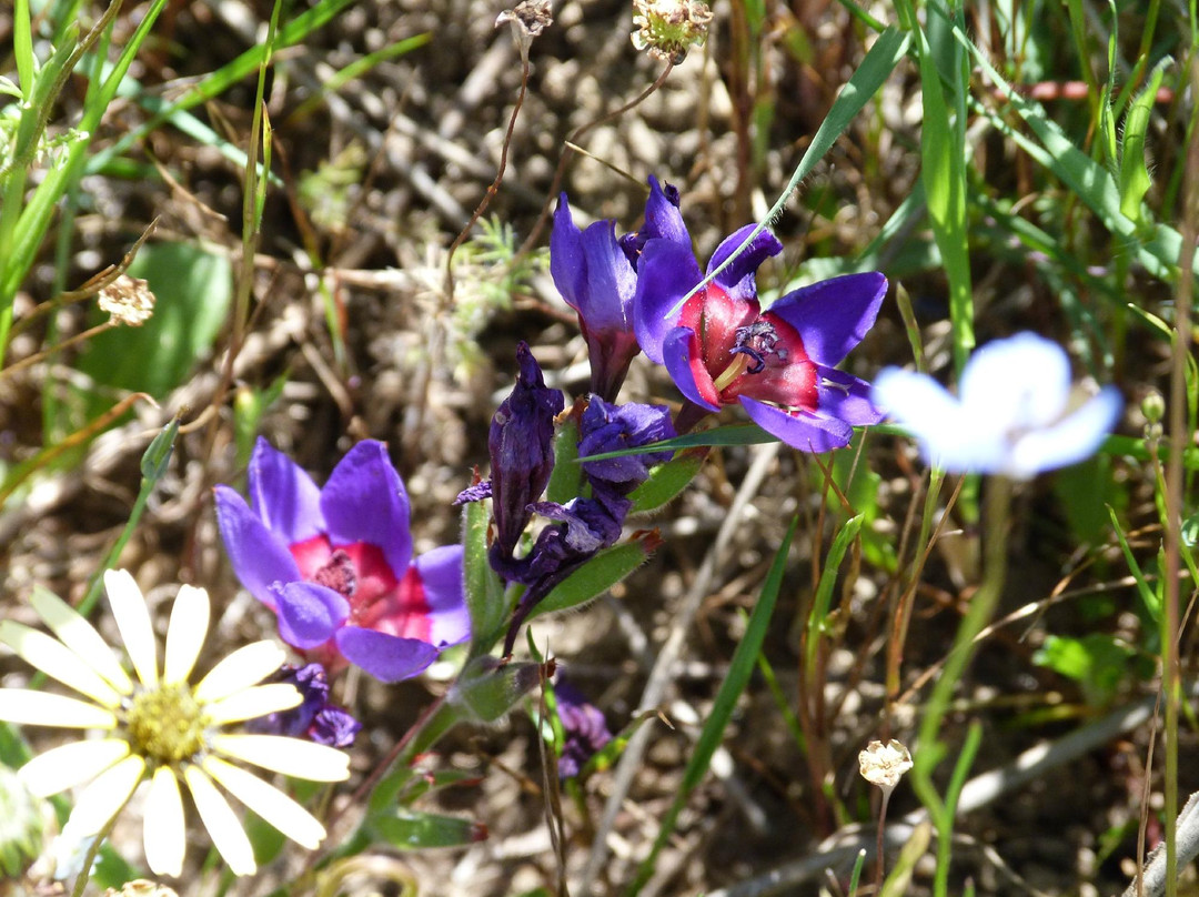 Darling旅游景点-Tienie Versfeld Wildflower Reserve