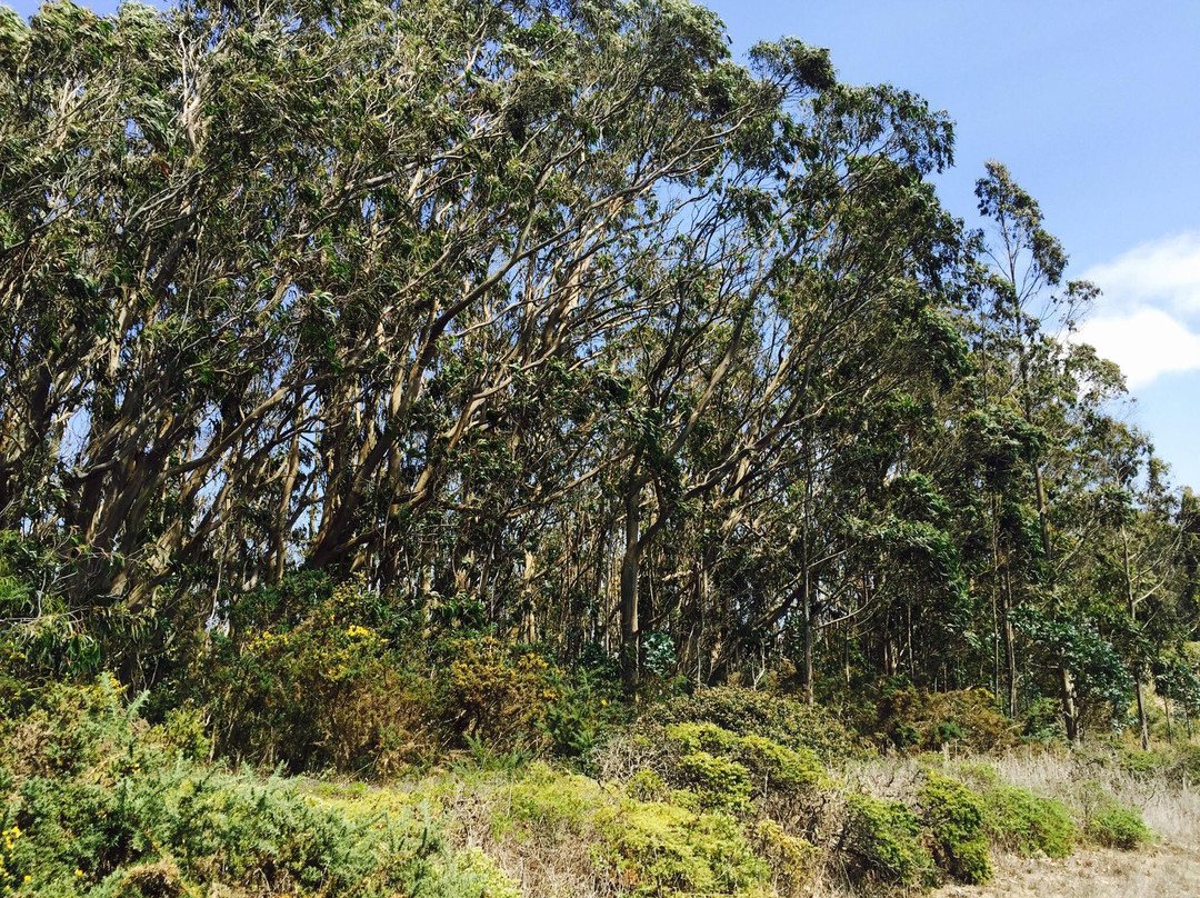 San Bruno Mountain-圣布鲁诺必去景点