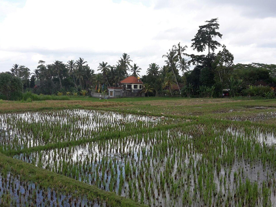 Be Bali Day Cooking Class-乌布必去景点
