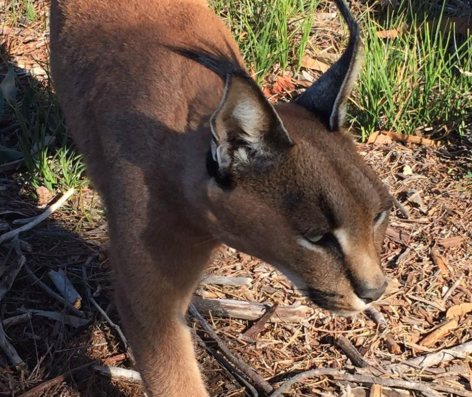 Panthera Africa - Big Cat Sanctuary-斯坦福必去景点