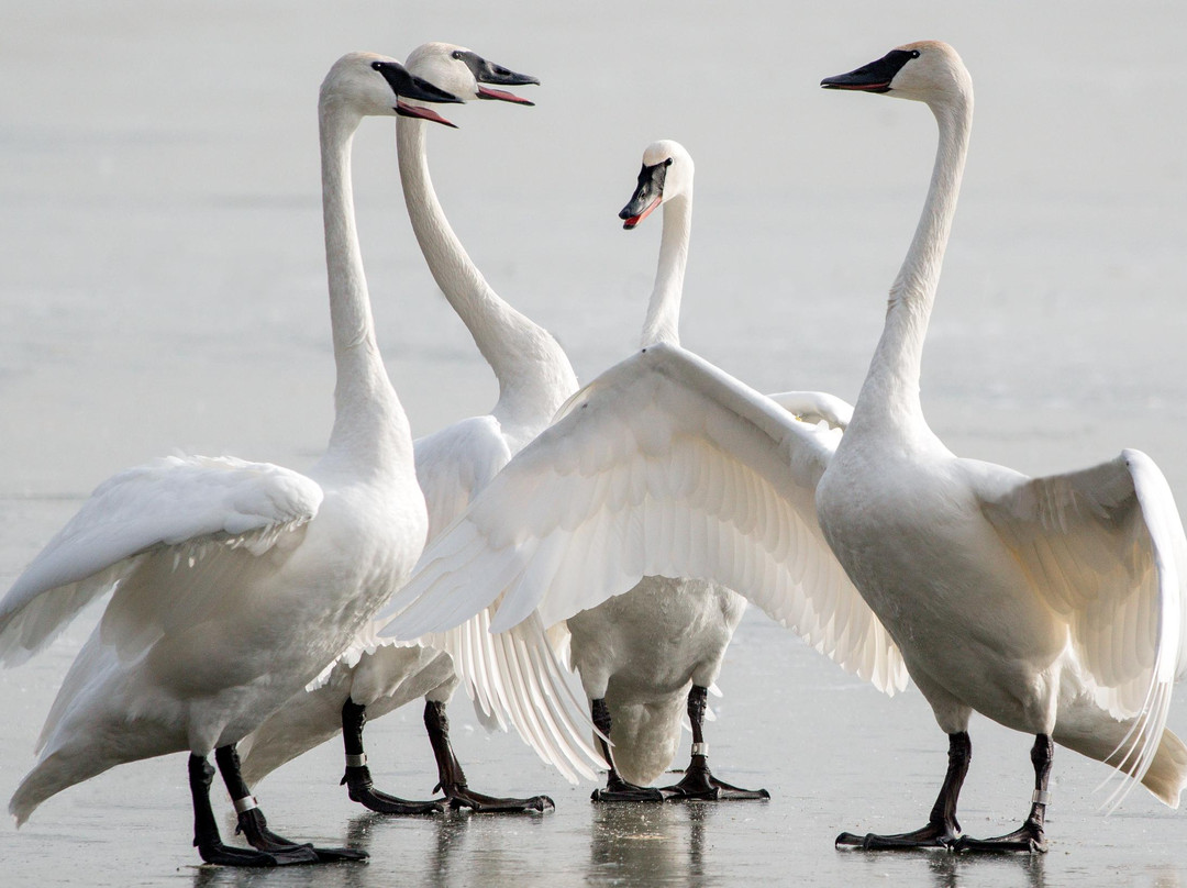 LaSalle Park-伯灵顿必去景点