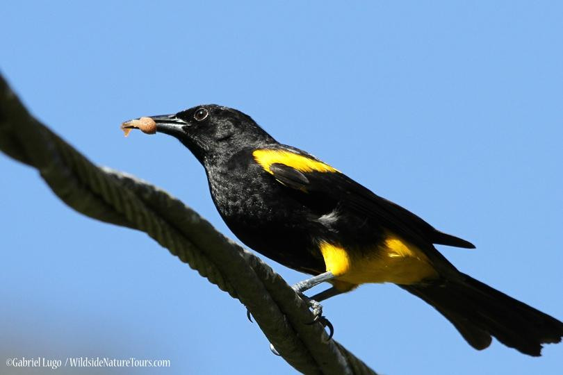 Gabriel Lugo Birding Tour Guide-巴塞罗那塔必去景点
