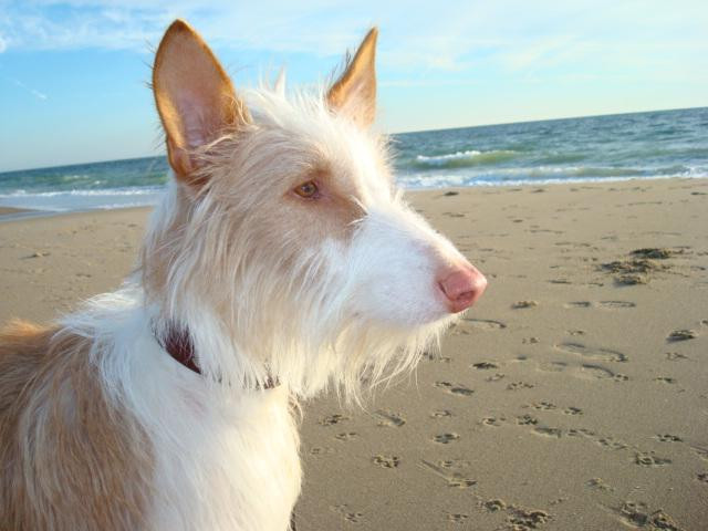 Dewey Beach-Dewey Beach必去景点