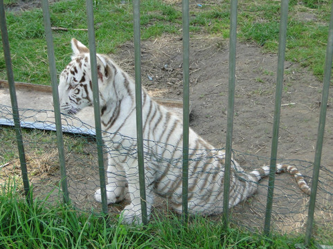 Parc des Grands Félins