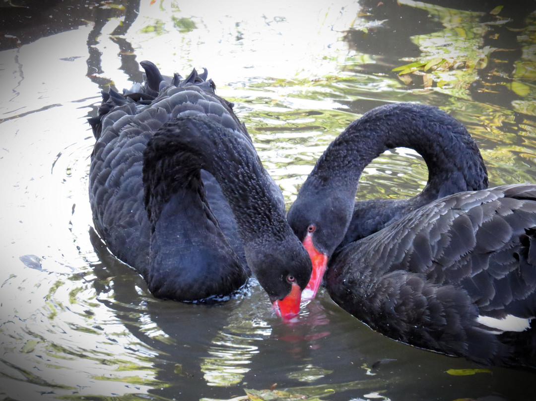 Petmasters Bird Park景点图片