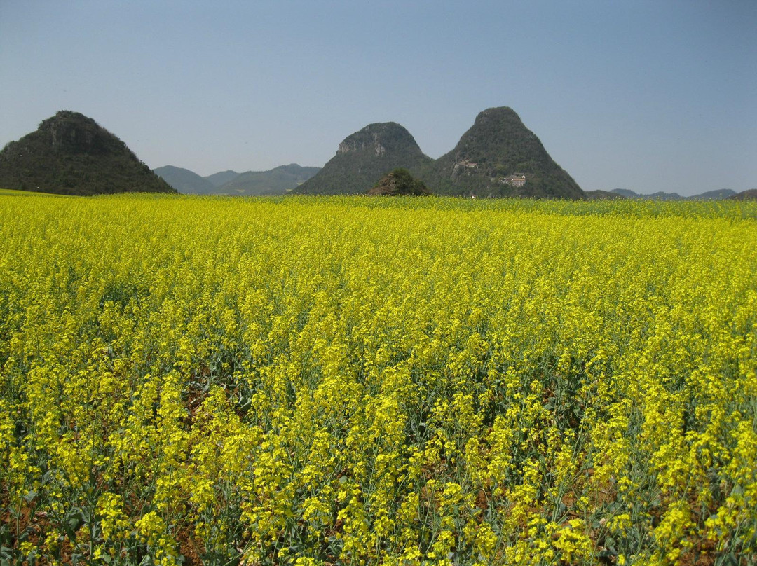 金鸡峰林-罗平县必去景点