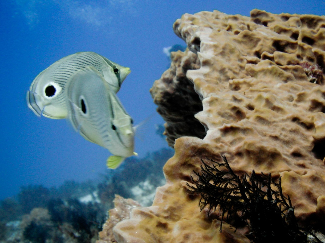 Dive  Palancar-考祖梅必去景点