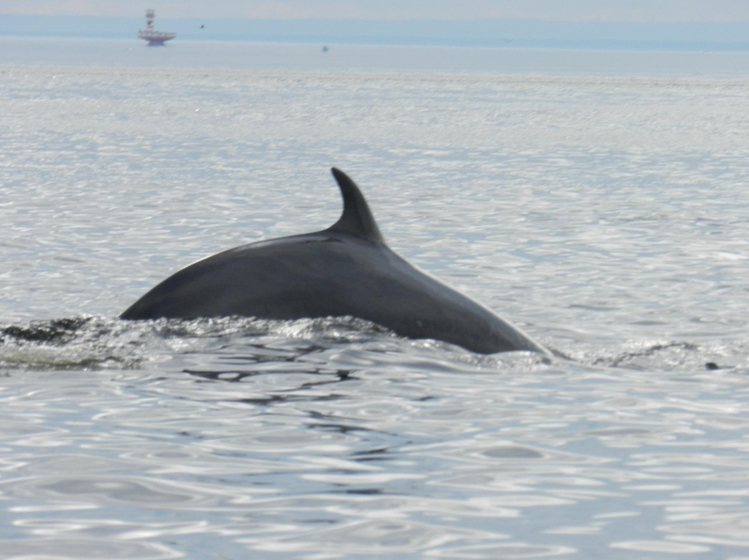 Saguenay-St. Lawrence Marine Park景点图片