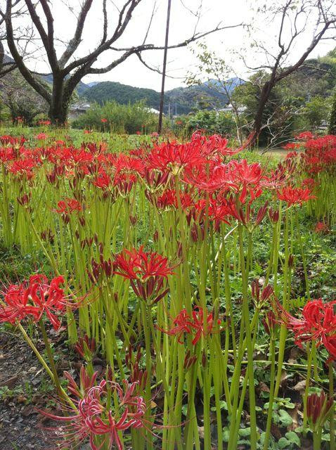Takakura Shrine-冈垣町必去景点
