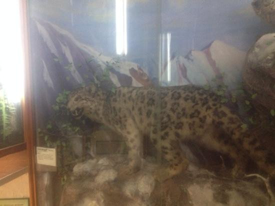 Altai State Local Lore Museum景点图片