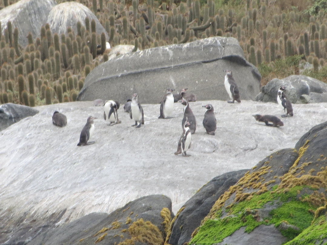 Isla Cachagua-萨帕亚尔必去景点