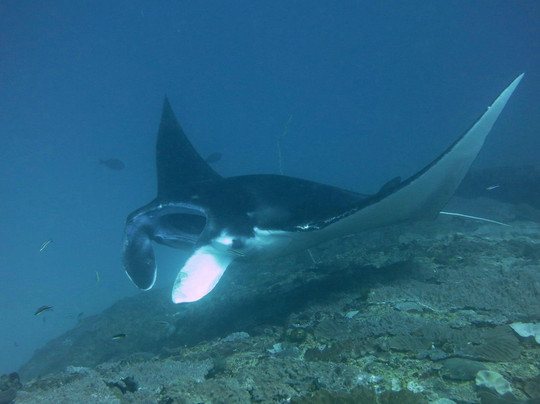 巴厘岛潜水-沙努尔必去景点