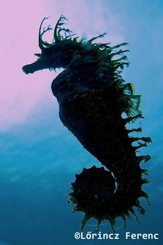 Blue Bay Diving Center景点图片