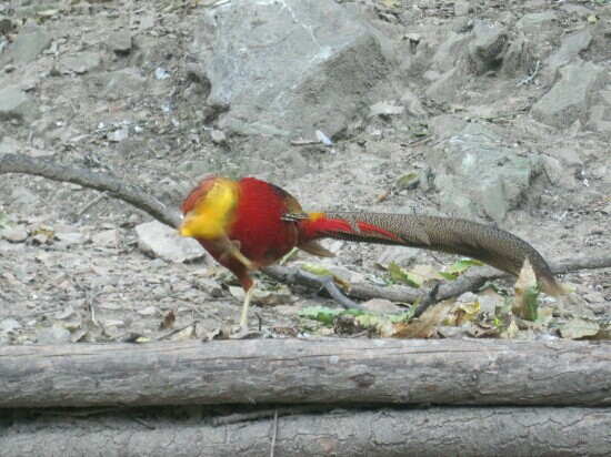 上海动物园-上海市必去景点