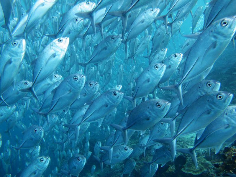 Sipadan Scuba潜水店-仙本那必去景点