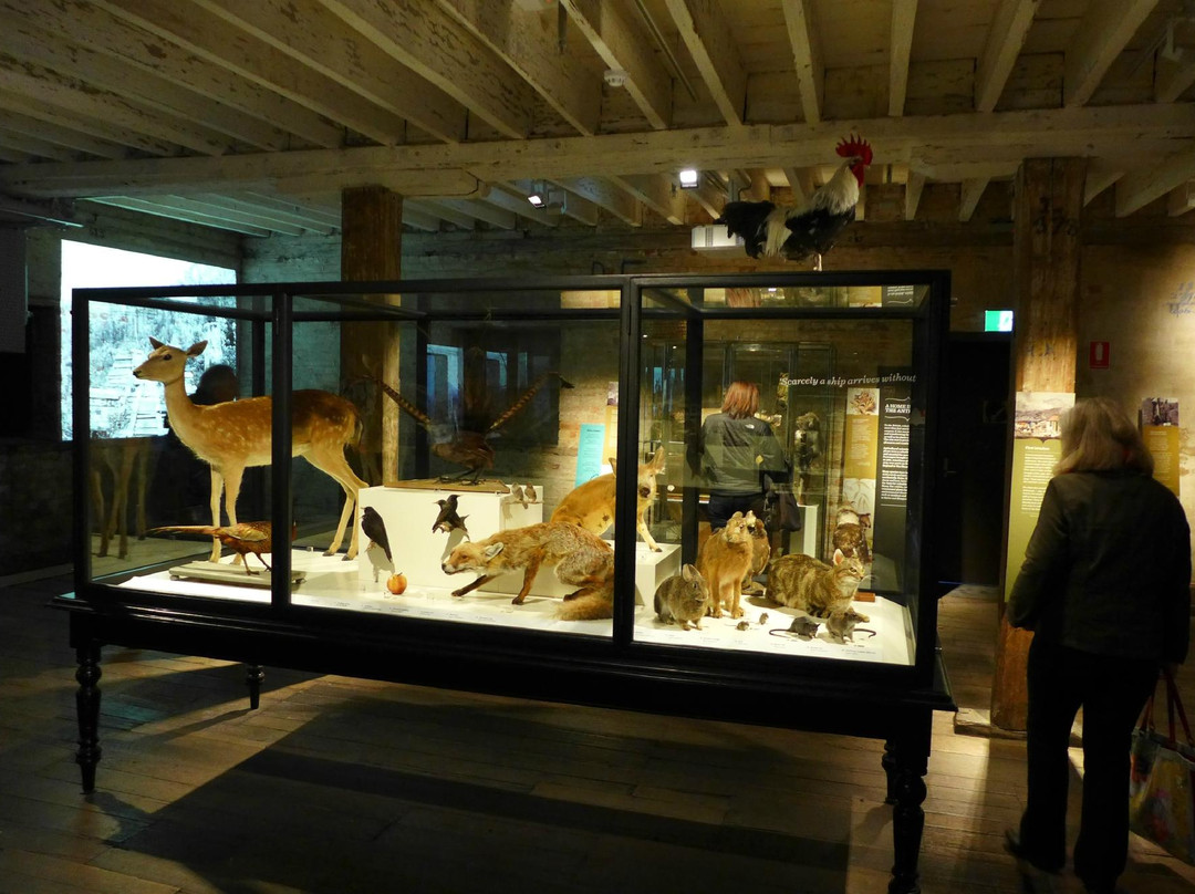 塔斯马尼亚博物馆与美术馆-霍巴特必去景点