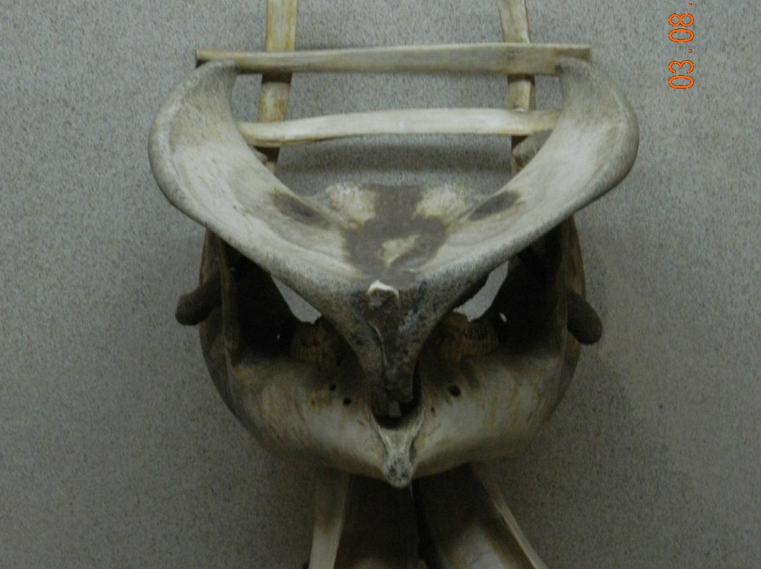 Kohima Museum-Kohima必去景点