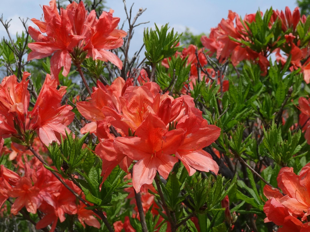 Happogahara-矢板市必去景点