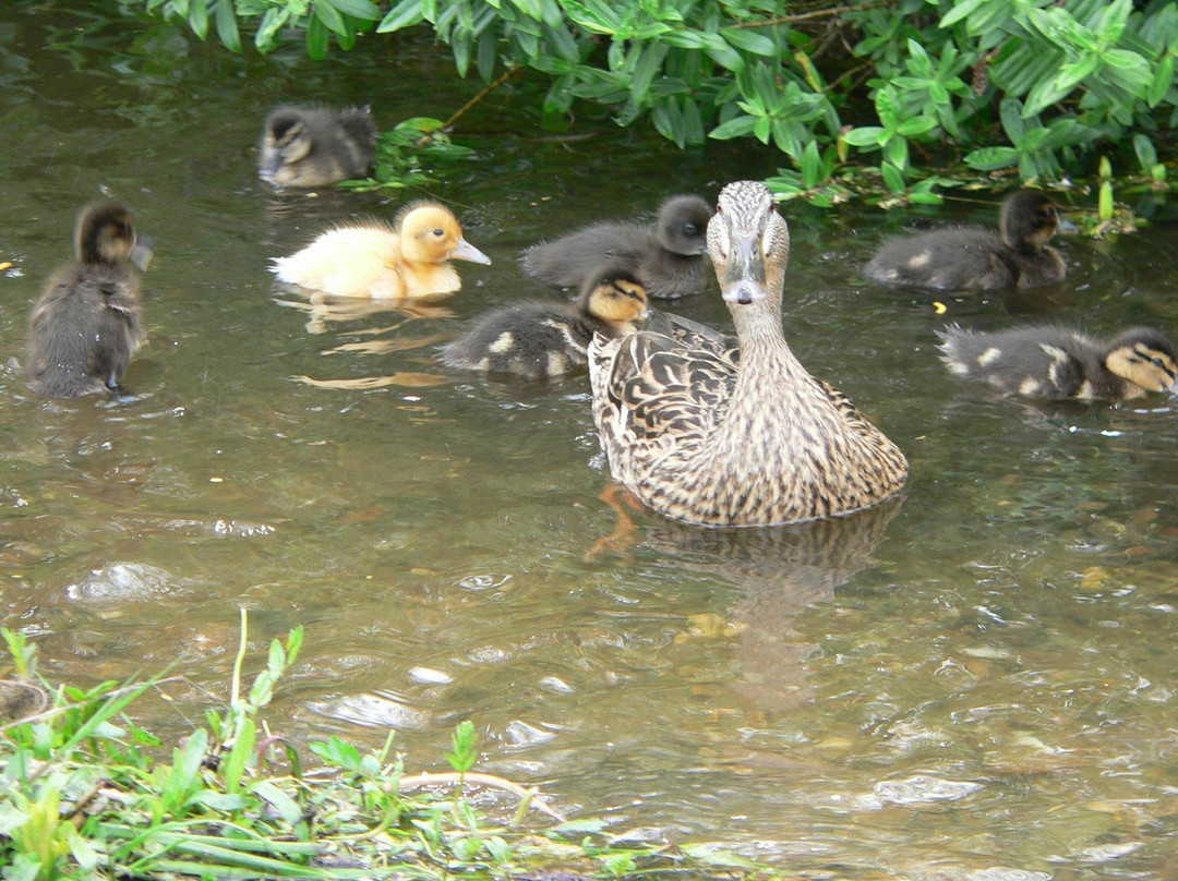Ducksdrift主图