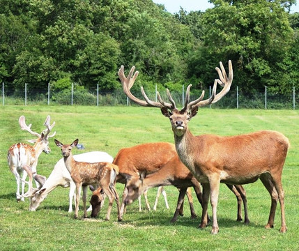 Lusk旅游景点-Newbridge House & Farm