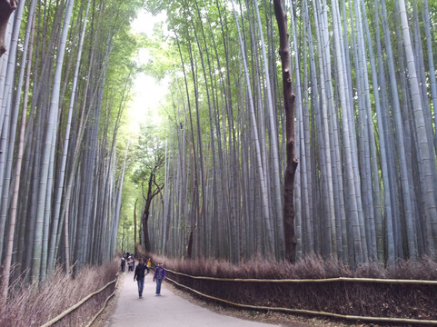 嵯峨野竹林-京都市必去景点