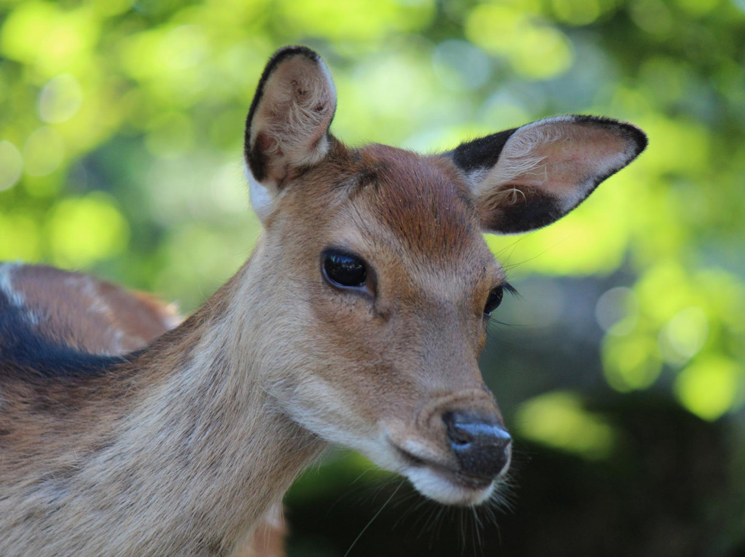 Natur- und Tierpark Goldau