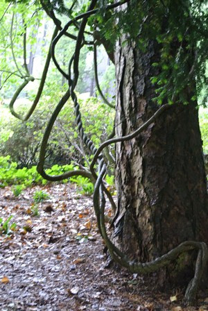 Botanical Garden-苏黎世必去景点