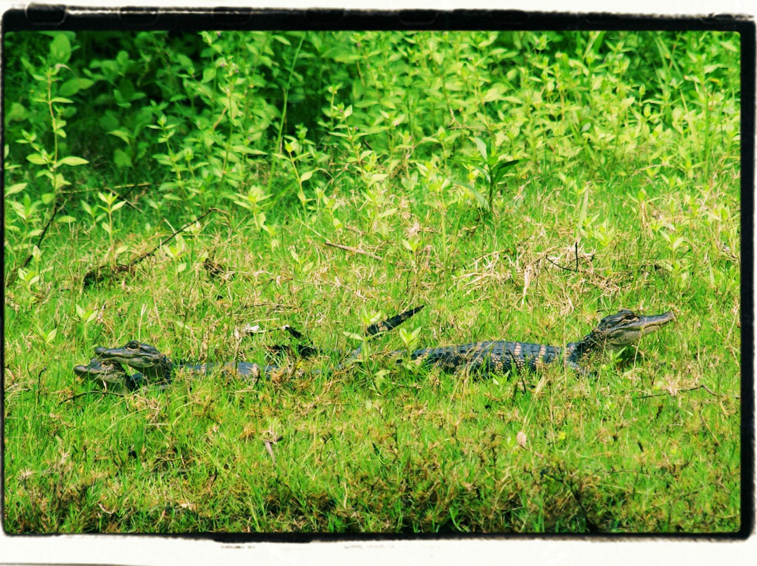 Eric Hagen Airboat and Fishing Charters-奥兰多必去景点