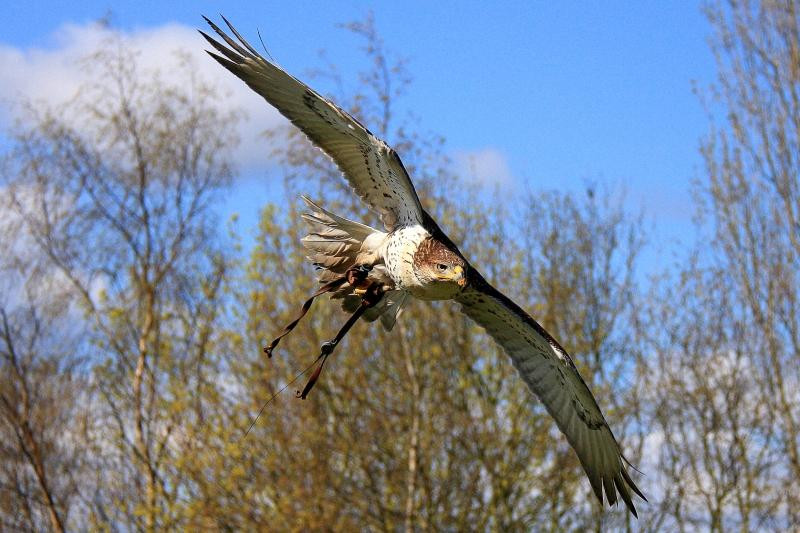 Pro Falconer-Baginton必去景点