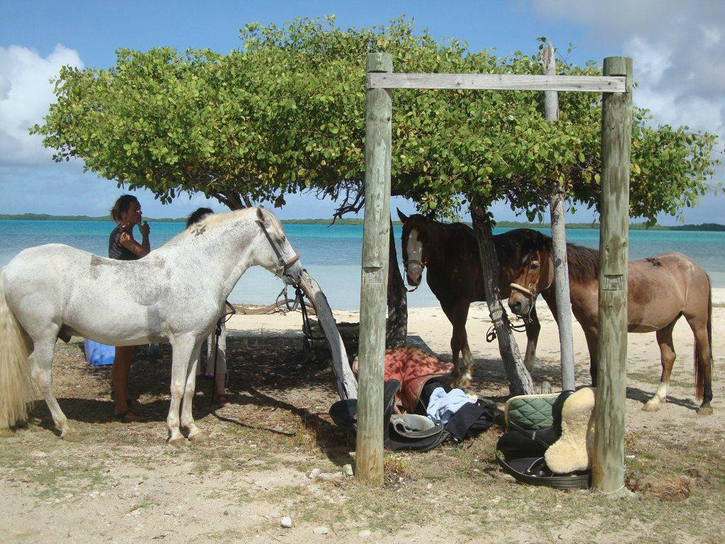 Horse Ranch Bonaire-Kralendijk必去景点