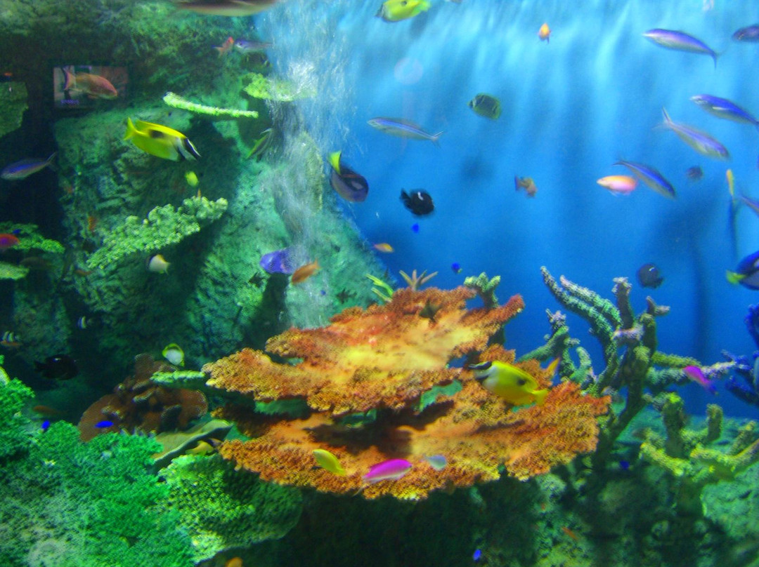 品川水族馆-品川区必去景点