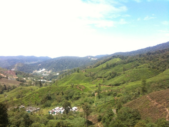 Boh's Tea Centre-金马仑高原必去景点
