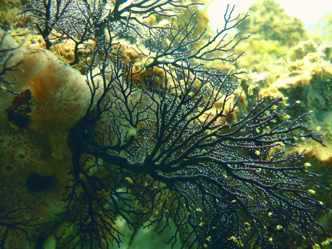 Punta Uva Dive Center景点图片